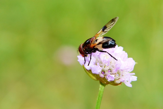 fly fishing flies