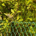 Preserving Garden Houses: Wood Treatment Secrets Revealed