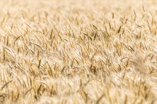 high fiber cereals
