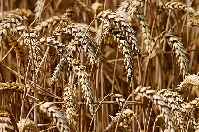 high fiber cereals