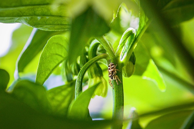 jalapenos peppers