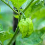 Master Cooking with Fresh Jalapenos Peppers: Techniques and Tips