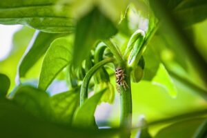 jalapenos-peppers-640x480-58938432.jpeg
