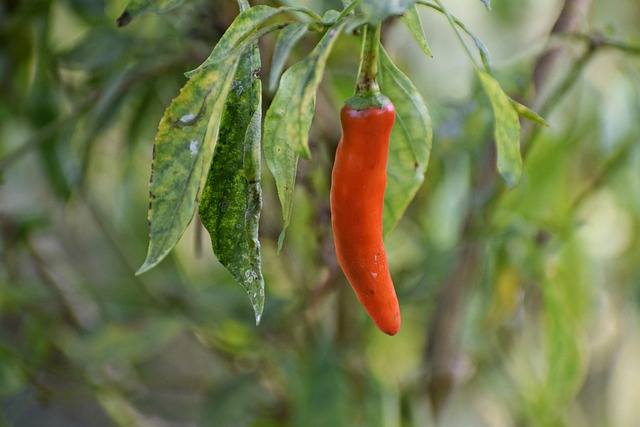 jalapenos peppers