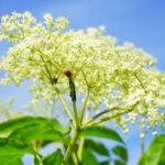Heat Treatment: Effective Lice Eradication with Right Products