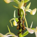 Lice Treatment Products: Natural to Medication Solutions for Containment