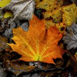 Seasoned Survival: Prepare, Communicate, Escape – Every Home Essential
