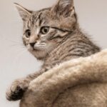 Mounting Sonic Repellents: Effective Protection for Your Space