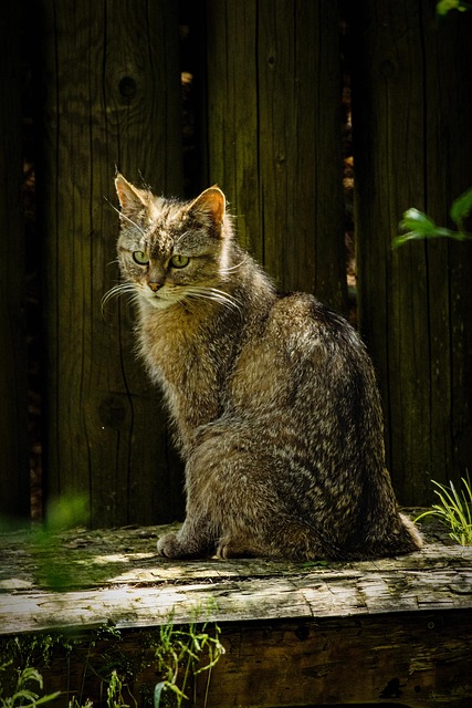 sonic cat repellents