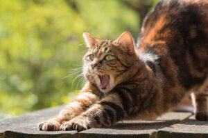 sonic-cat-repellents-640x480-32616329.jpeg