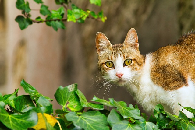 sonic cat repellents