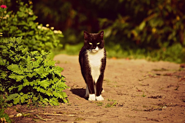 sonic cat repellents
