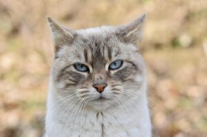 sonic-cat-repellents-640x480-63186595.jpeg
