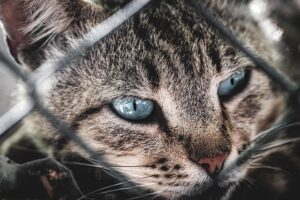 sonic-cat-repellents-640x480-65005968.jpeg
