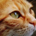 Navigating Sonic Cat Repellents: Types and Effectiveness Strategies