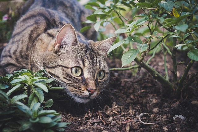 sonic cat repellents