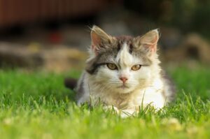 sonic-cat-repellents-640x480-83098690.jpeg