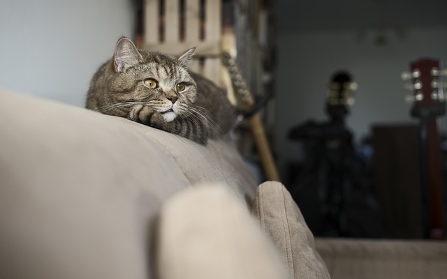 sonic cat repellents