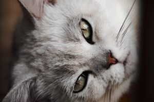 sonic-cat-repellents-640x480-91308859.jpeg
