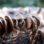 Vancouver WA Stump Grinding: Effective Pest Prevention Solutions