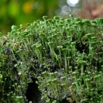 Sharpening Vancouver WA Stump Grinder Wheels: Expert Tips & Safety
