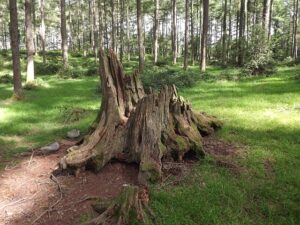 stump-grinding-640x480-46802416.jpeg