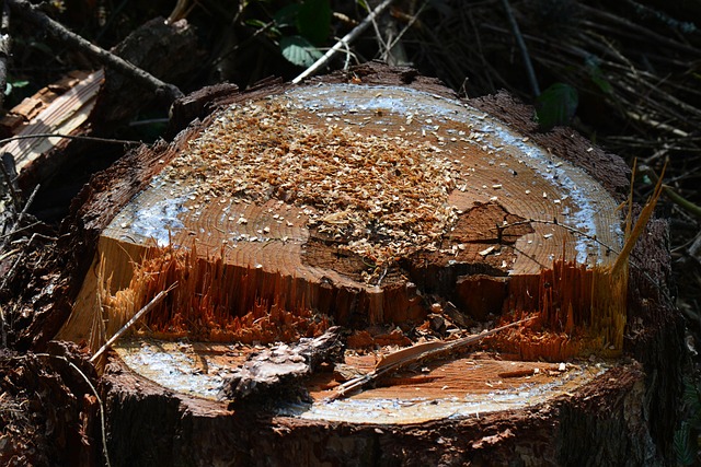 stump grinding