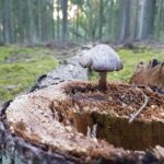 Vancouver WA Stump Grinding: Efficient Chip Removal Techniques