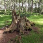 Vancouver WA Stump Grinding: Safety Protocols for Professionals and Public