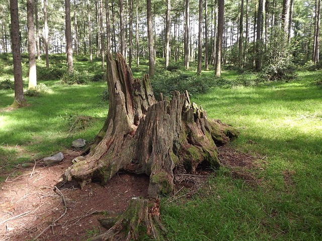 stump-grinding-640x480-63648619.jpeg