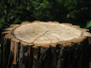 stump-grinding-640x480-70286009.jpeg