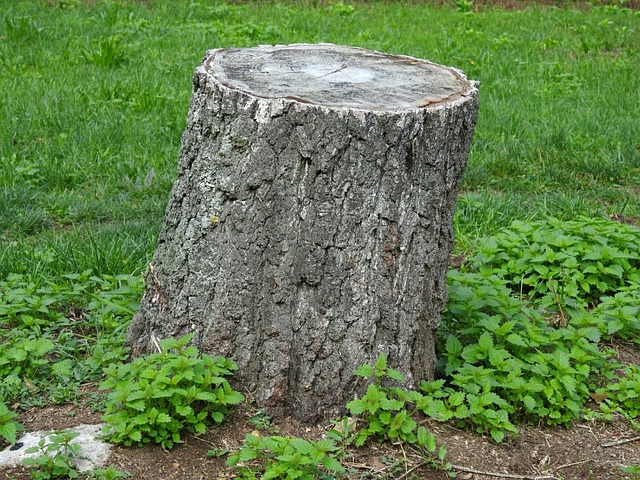 stump grinding