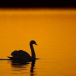 Ensuring Safe Swimming: Testing Water Quality in Equipment