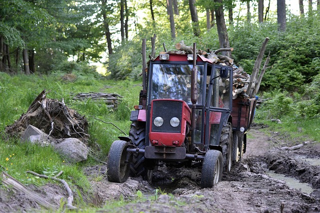 tree removal