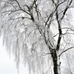 Mastering Portland OR Tree Removal Techniques and Safety
