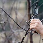 Vancouver WA Tree Removal: Wood Chipping Benefits and Safety Guide