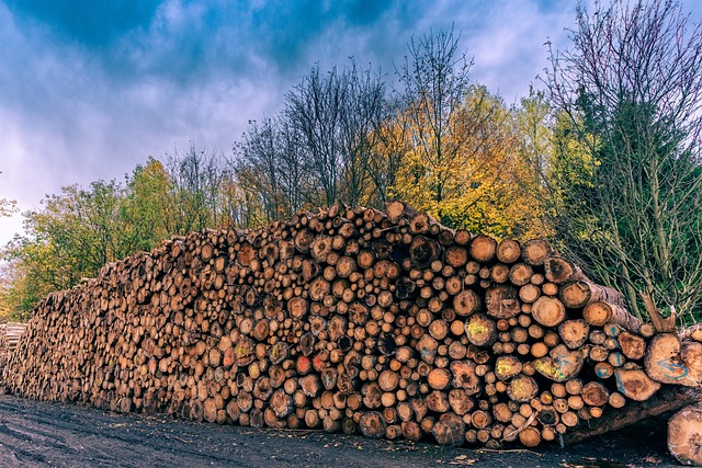 tree removal