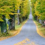 Fire Safe: Portland OR Tree Removal & Prevention