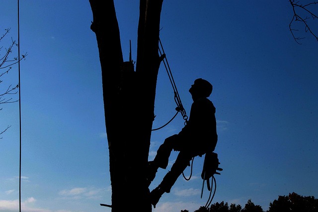 tree services