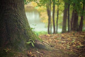tree-services-640x480-71395094.jpeg