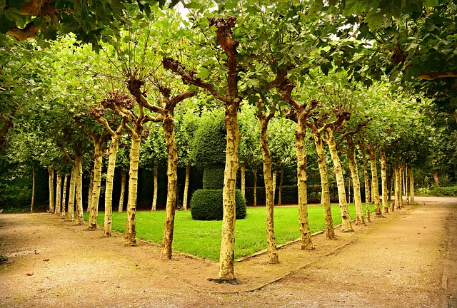 tree trimming