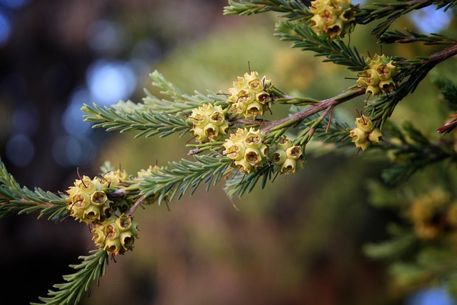 tree trimming