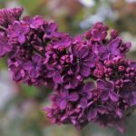 Commercial Tree Trimming Vancouver WA: Expert Care for Vibrant Landscapes