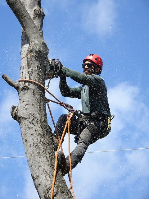 tree trimming