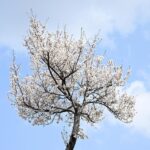 Summer Tree Trimming Portland OR: Health & Safety Tips
