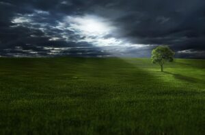 tree-trimming-640x480-71308072.jpeg