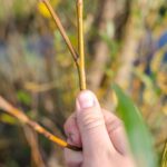 Vancouver WA Tree Trimming: Comprehensive Maintenance Guide