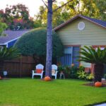 Vancouver WA Tree Trimming: Benefits, Techniques & Safety Tips