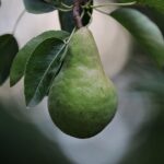 Dormant Tree Trimming: Portland OR Guide to Healthy Trees