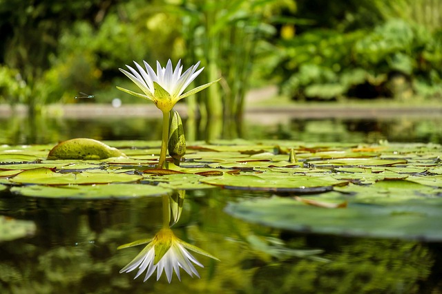 water-640x480-11041833.jpeg